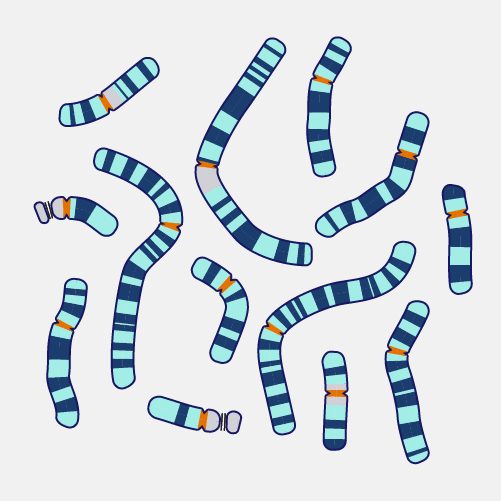 Chromosome spread