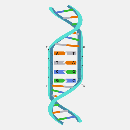 Deoxyribonucleic Acid (DNA)