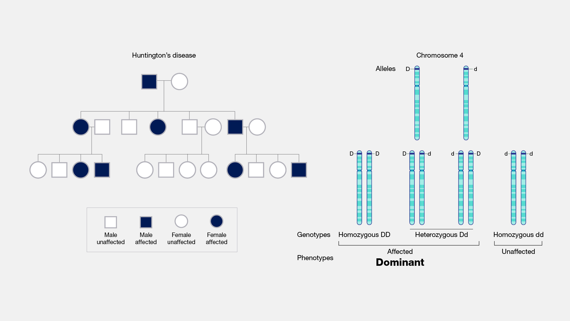 dominant and recessive traits