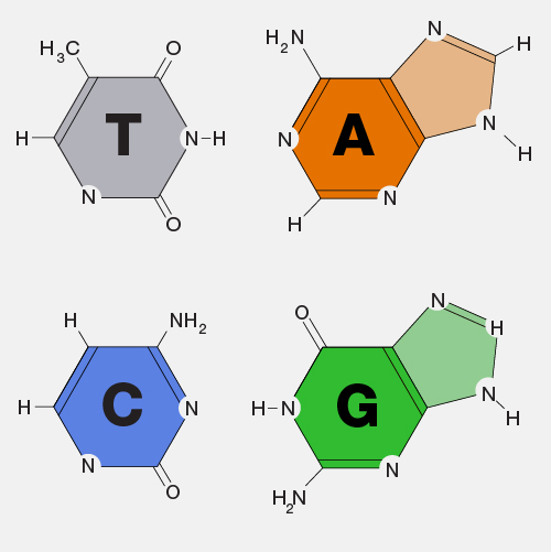 Generic Bases