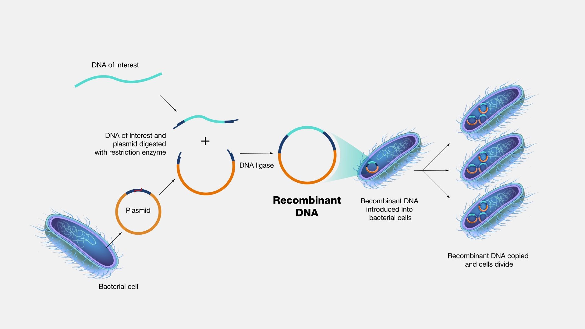 recombinant dna research papers