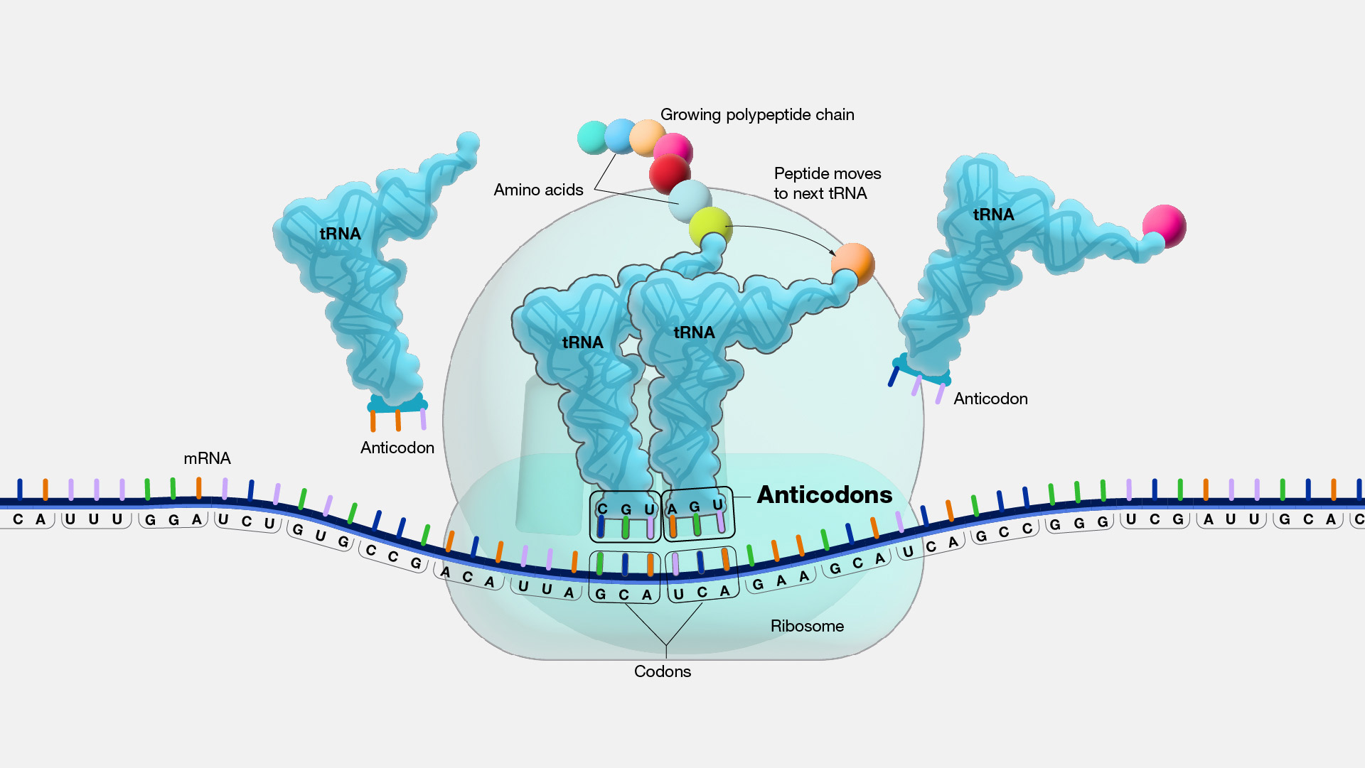  Anticodon