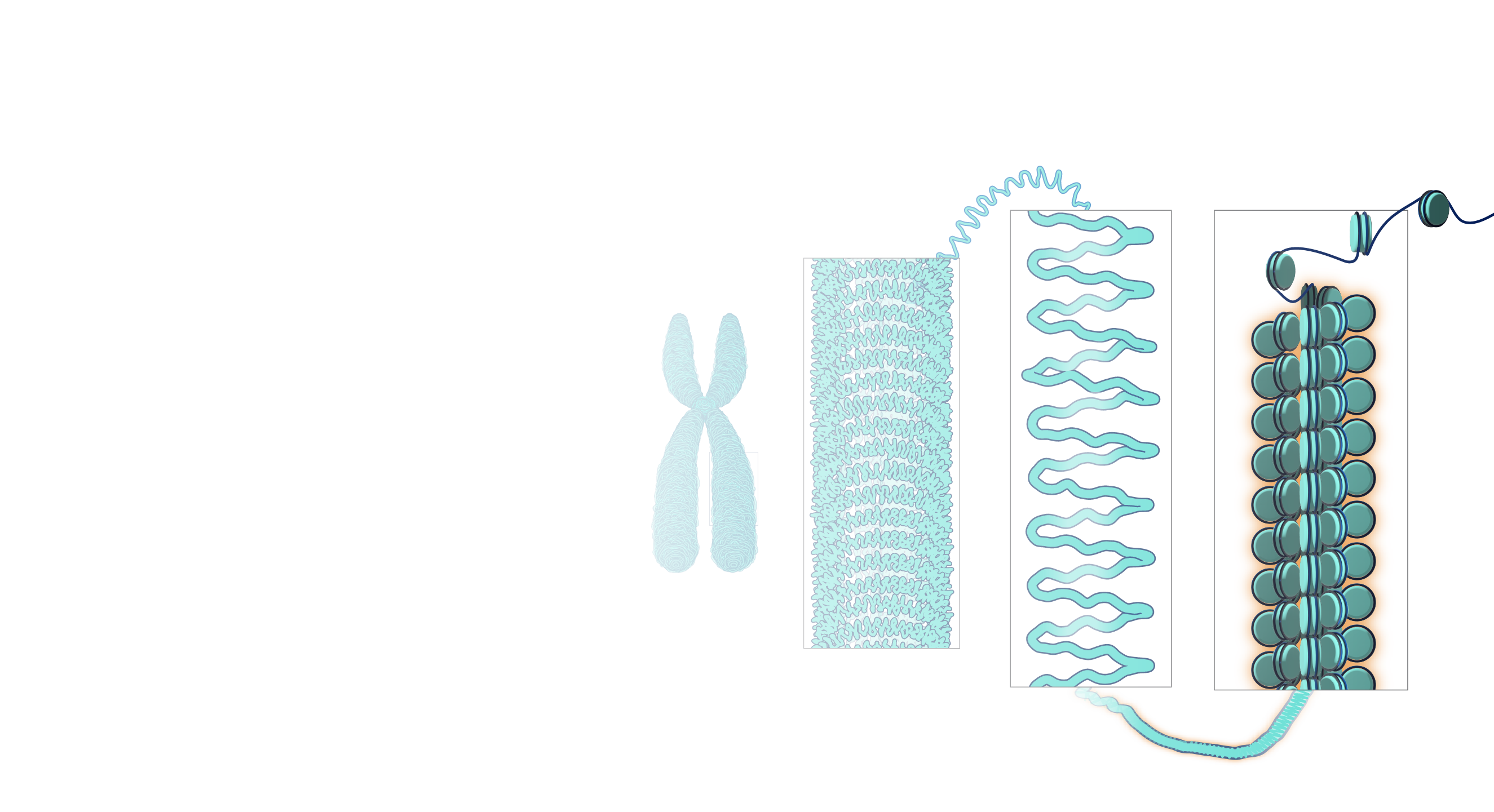 Chromatin