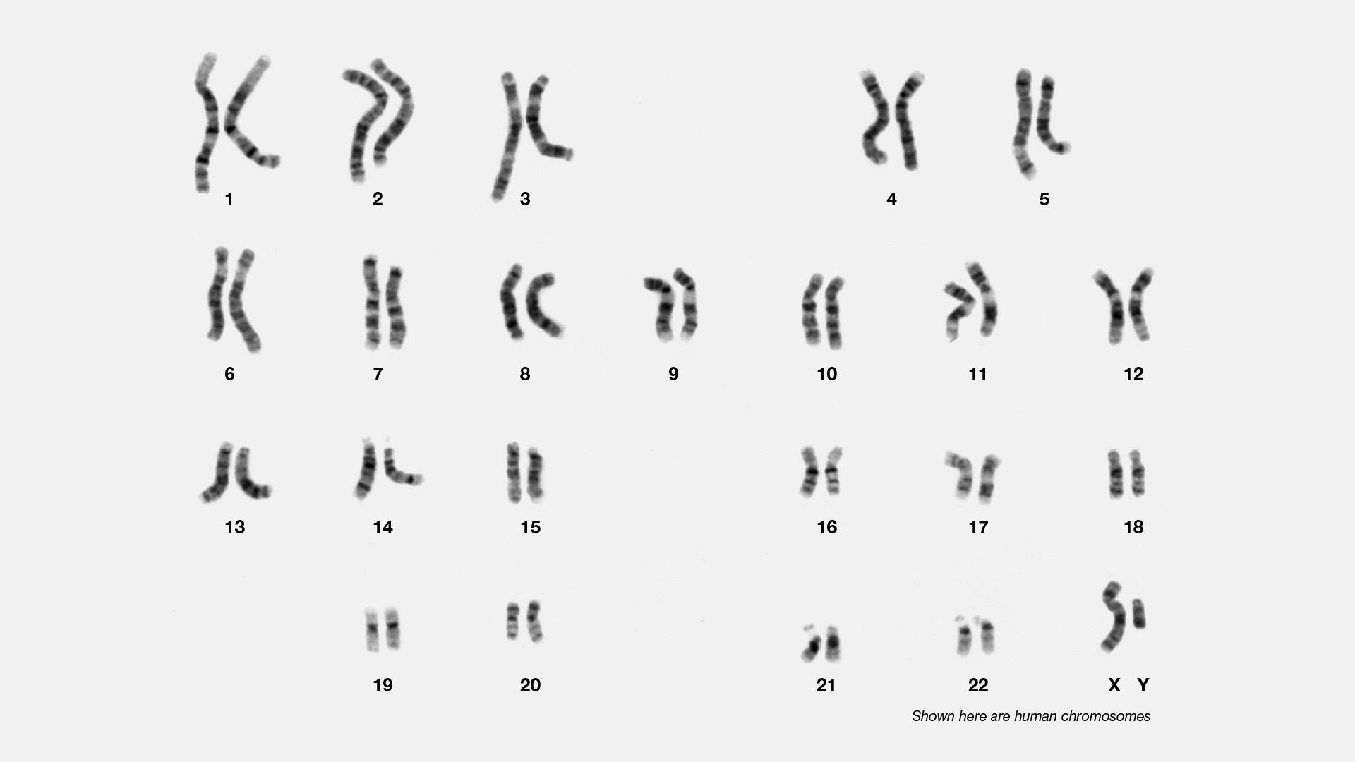  Cytogenics