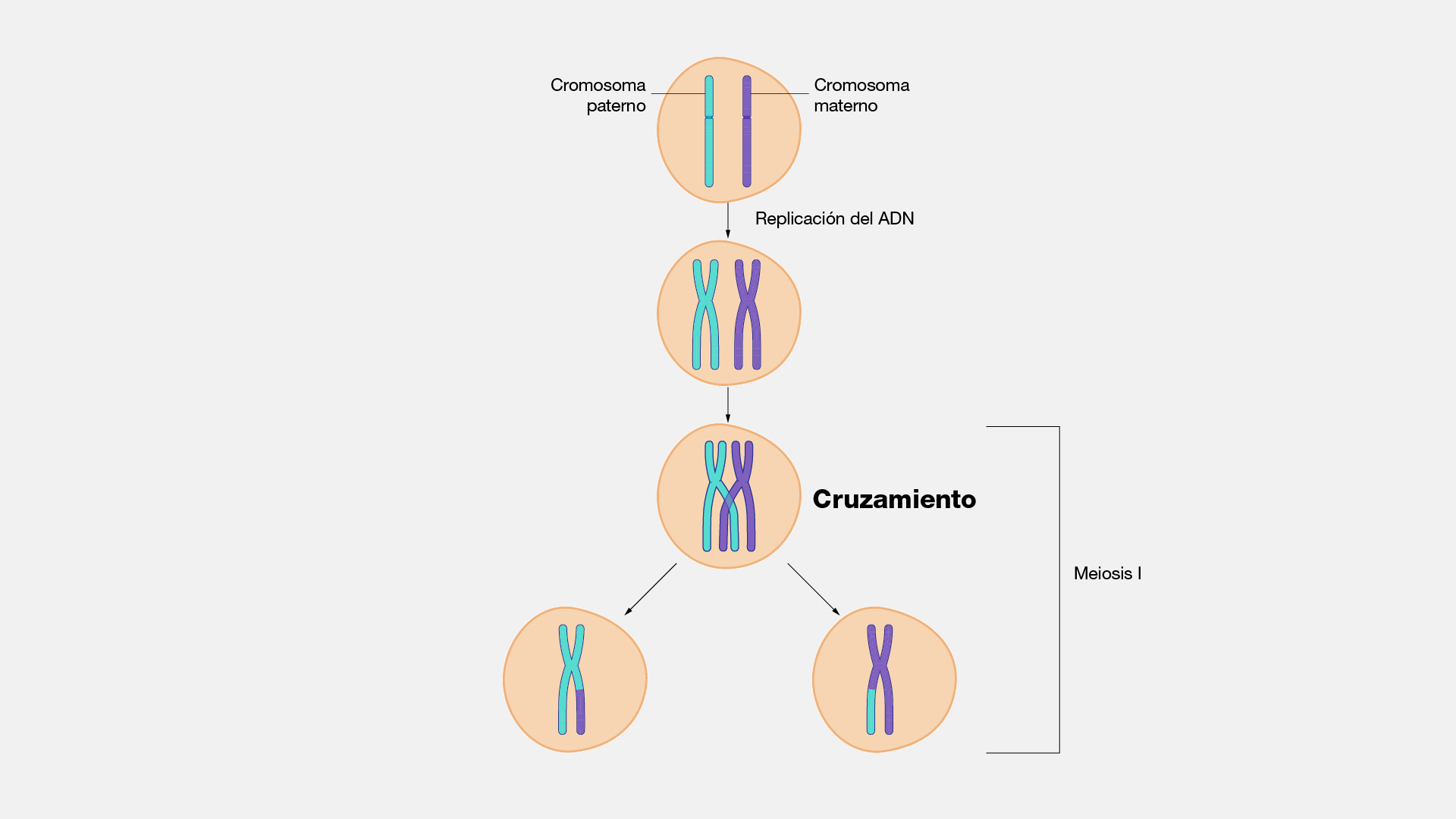  Entrecruzamiento cromosómico
