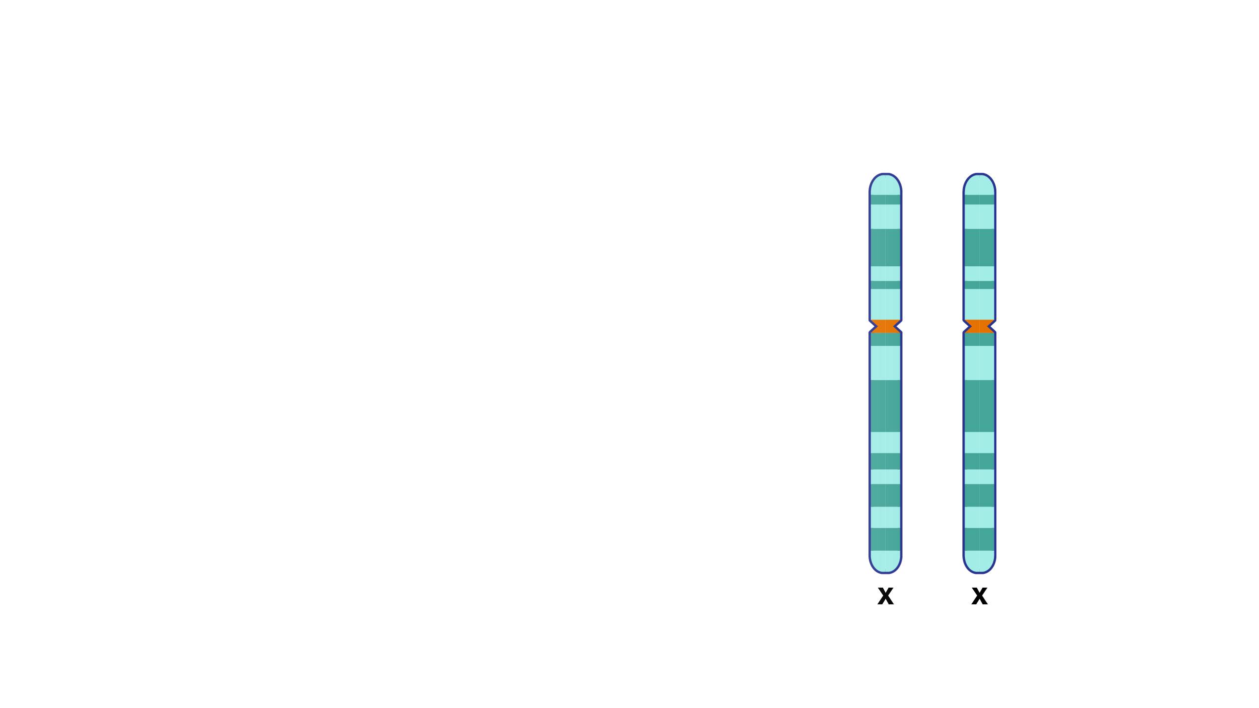 Generic X Chromsome