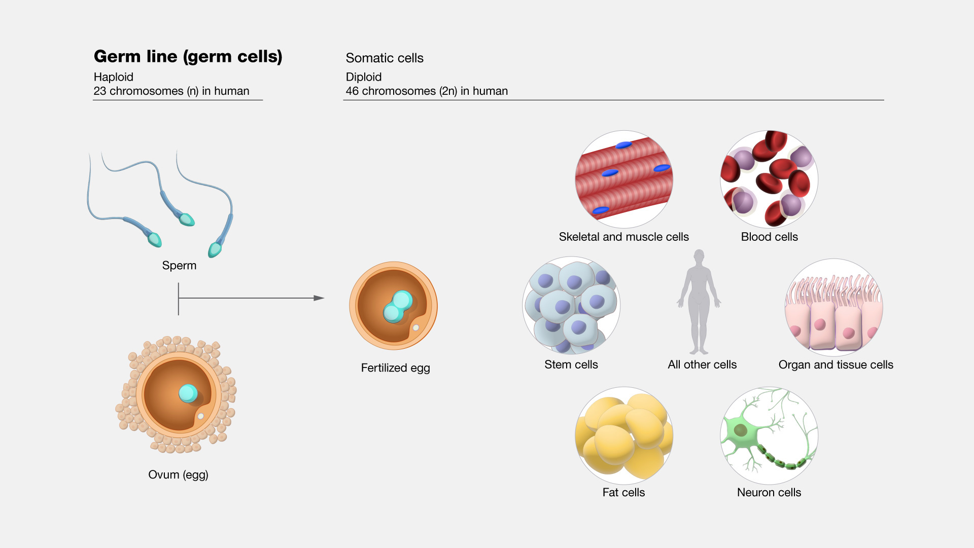  Germ Line