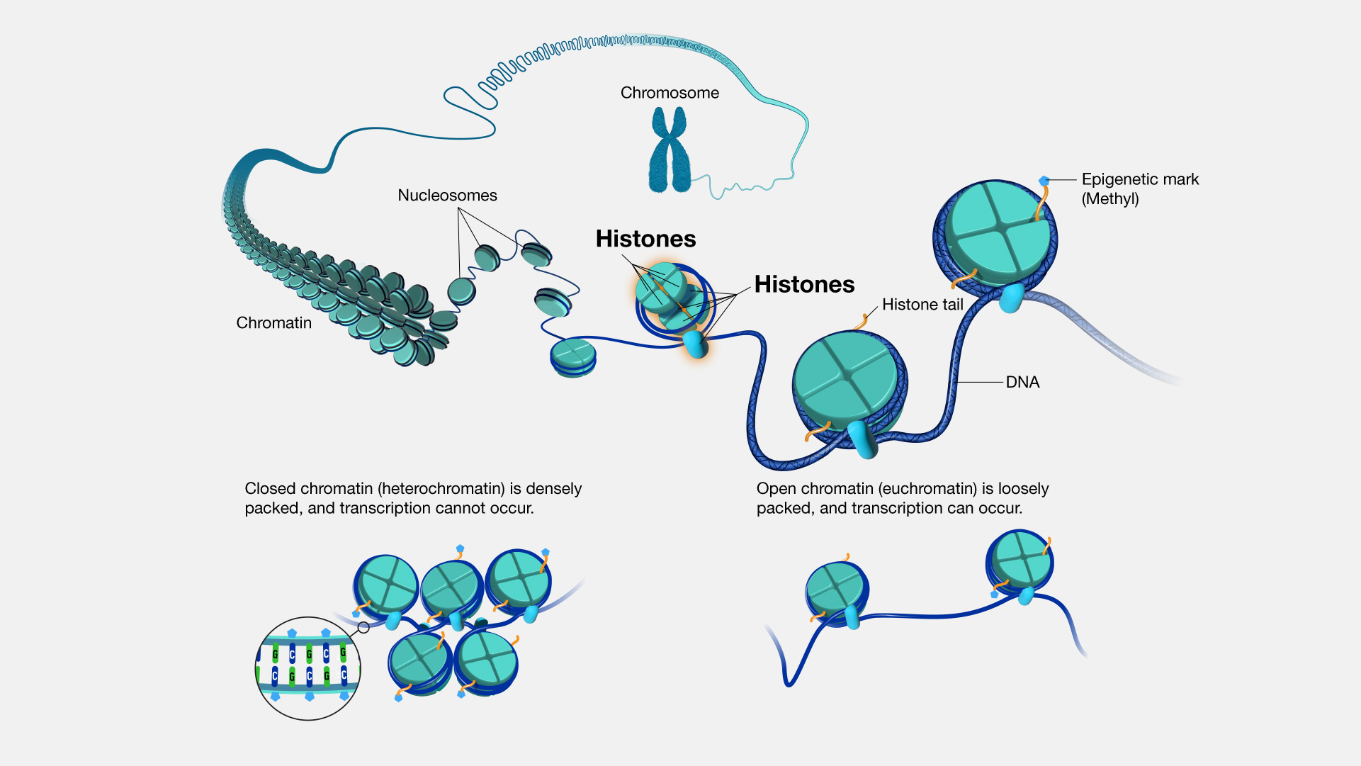  Histone