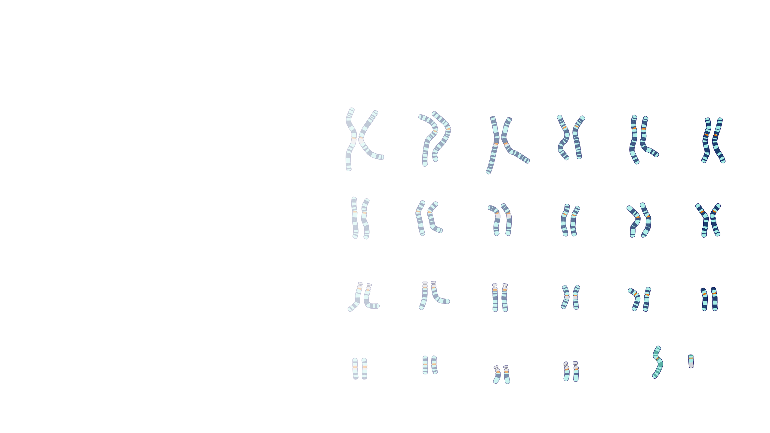 Karyotype