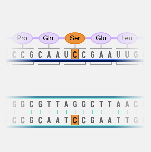 Missense Mutation