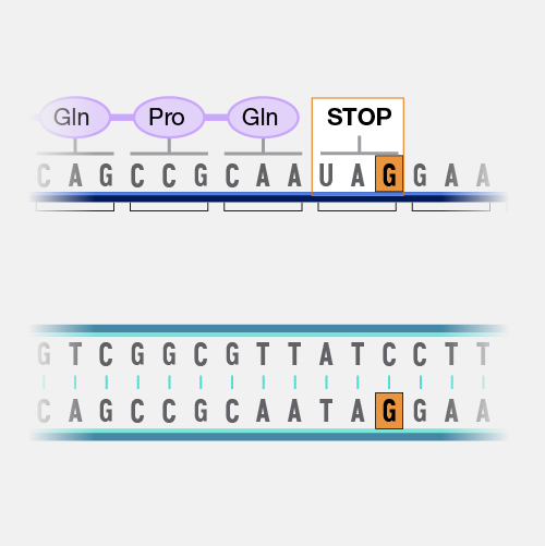 Nonsense mutation - Definition and Examples - Biology Online Dictionary