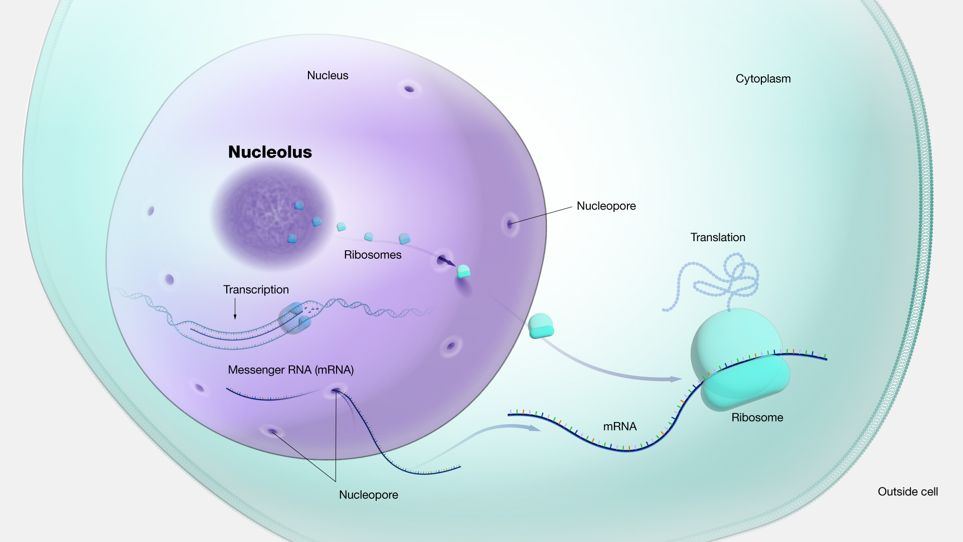 Ribosome translation hires stock photography and images  Alamy