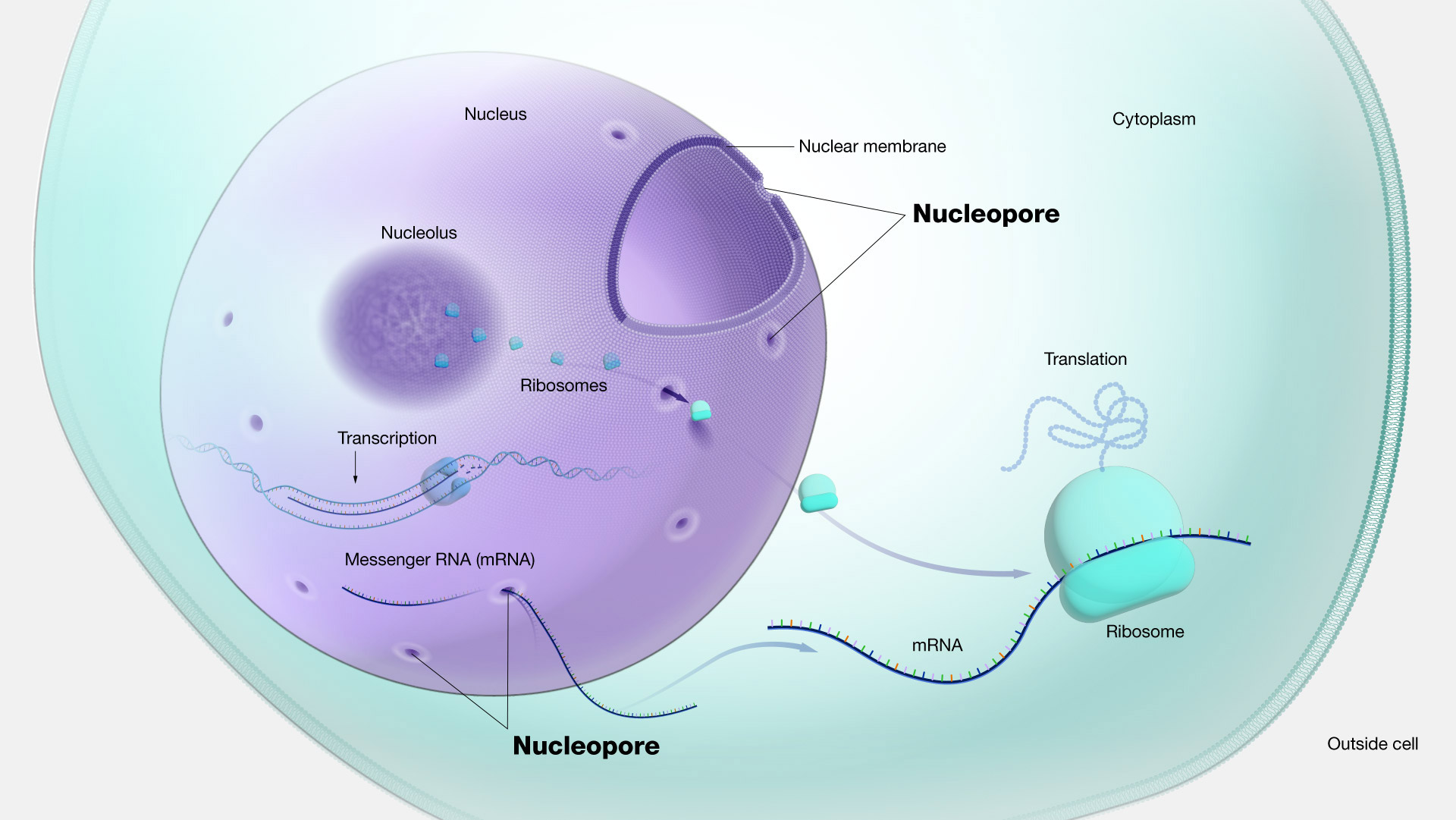  Nucleopore