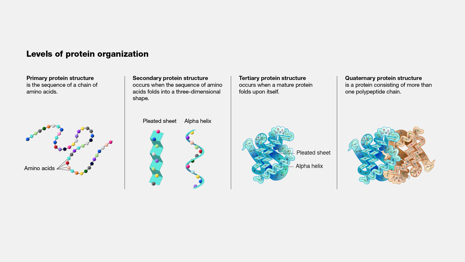  Protein illustration