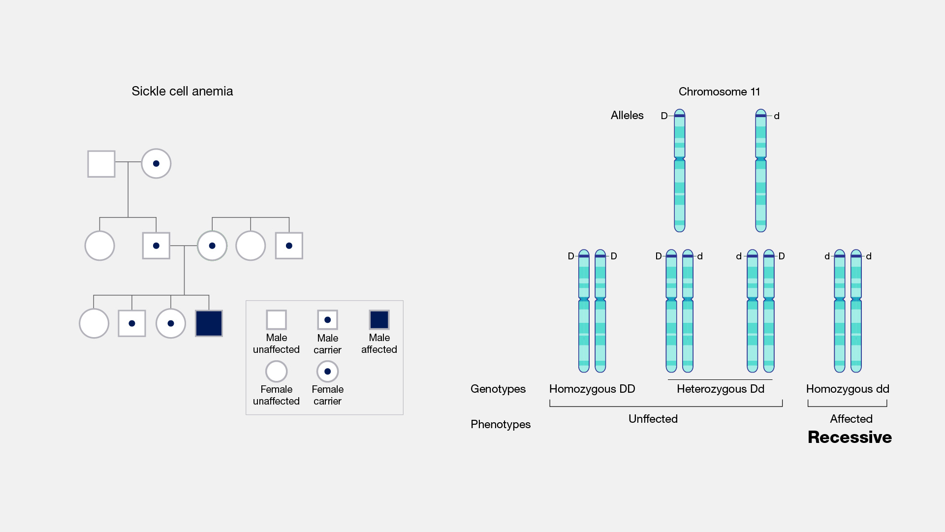  Recessive Traits and Alleles illustration