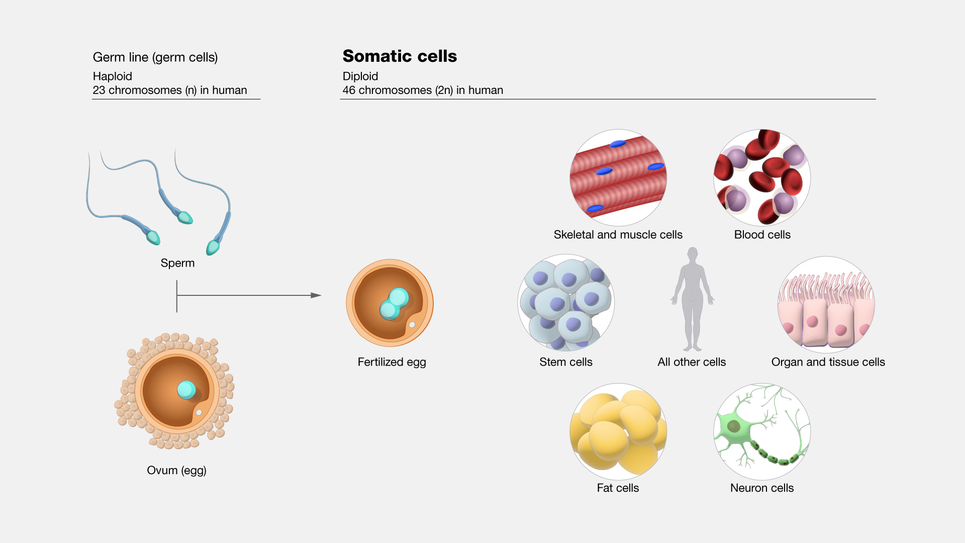 somatic cell diagram