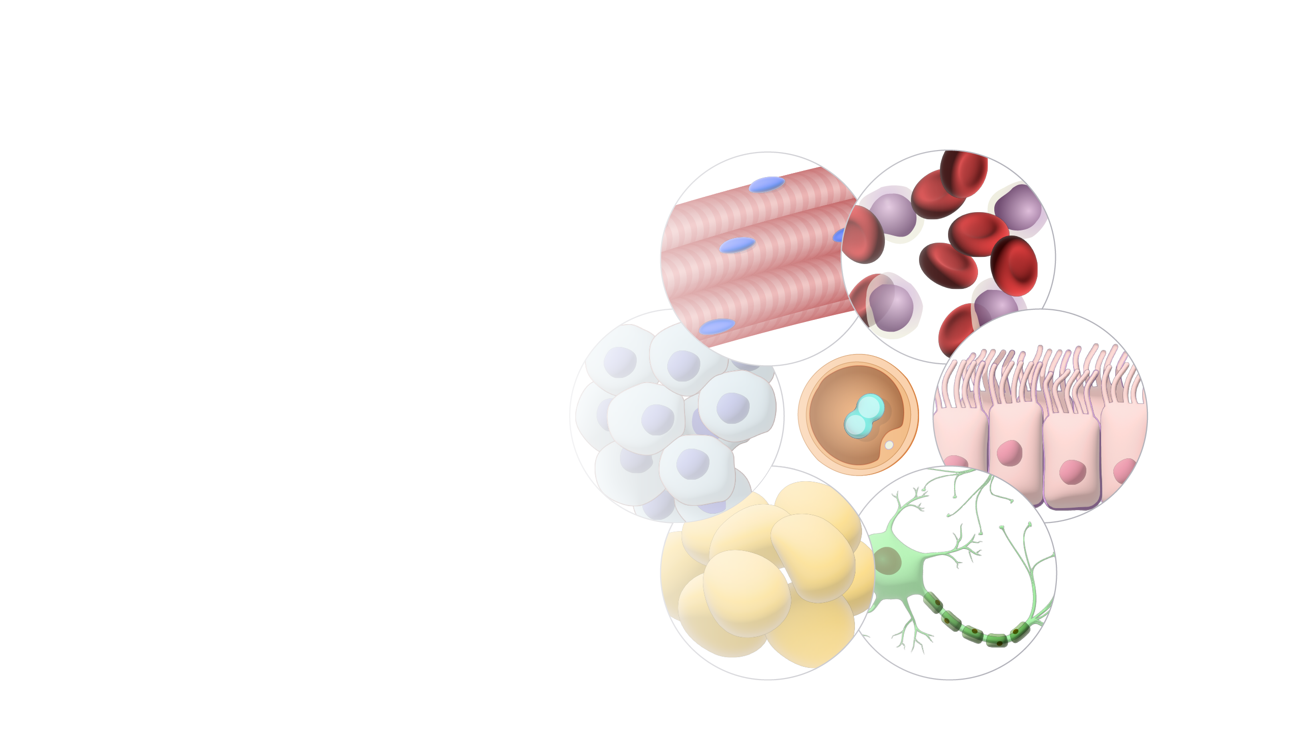 somatic cell diagram