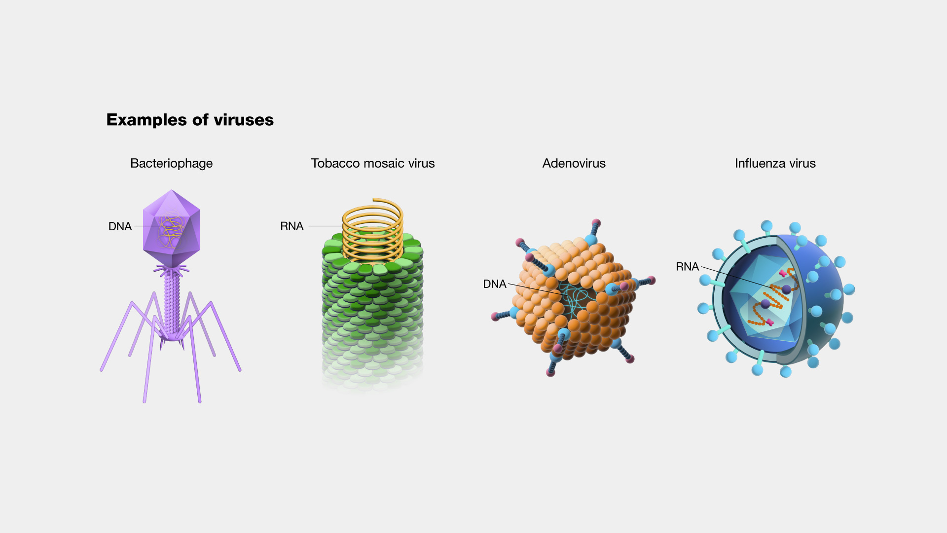 Does a virus have DNA?