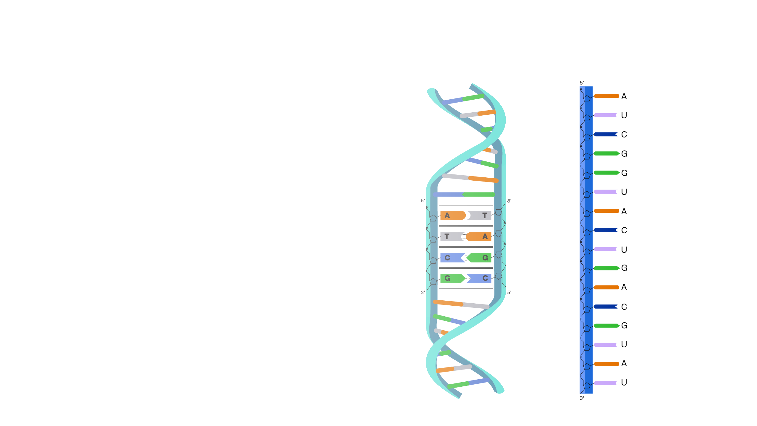 Nucleic Acid