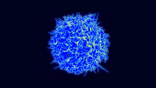 Human T cell