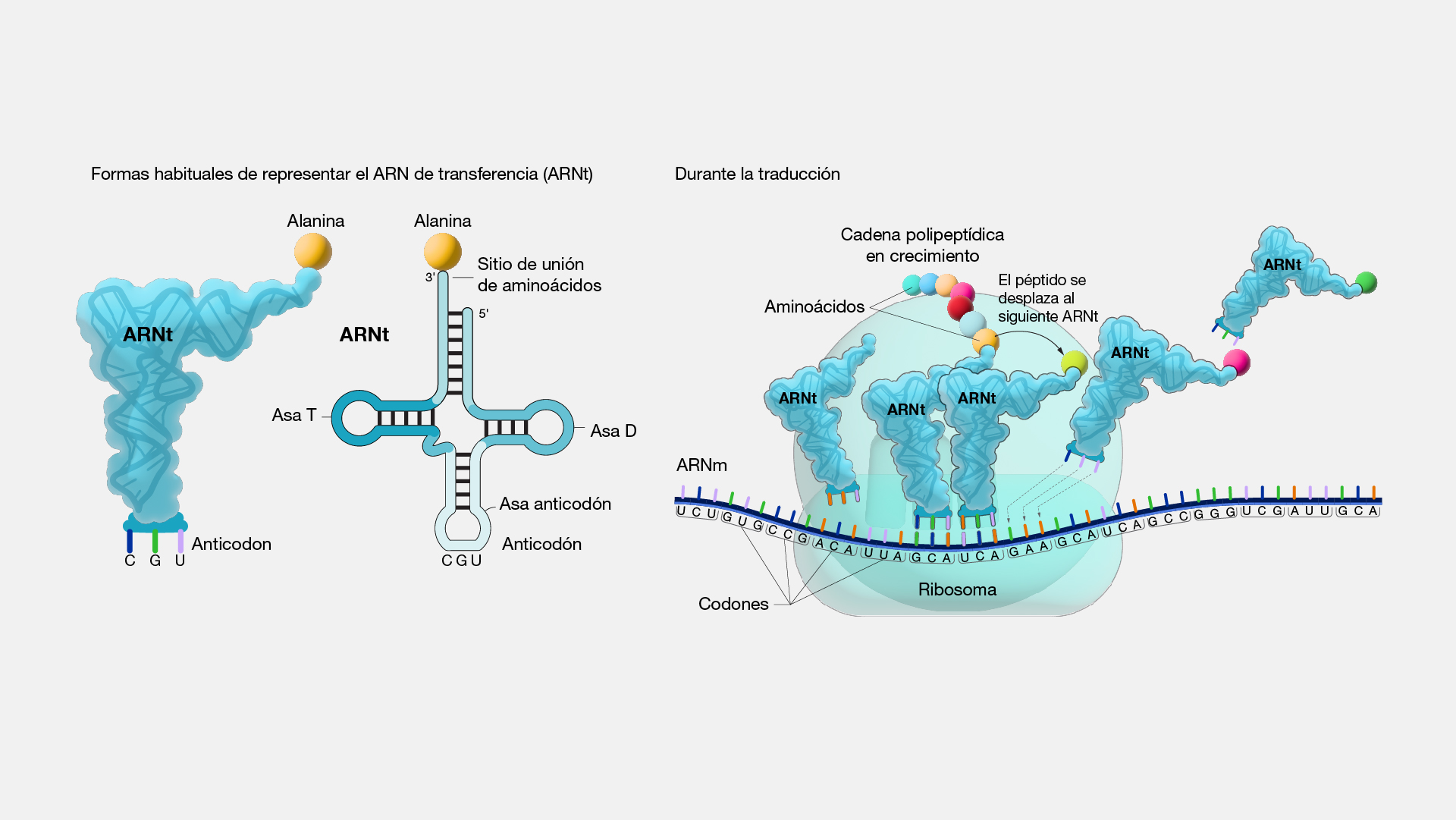  ARN de transferencia