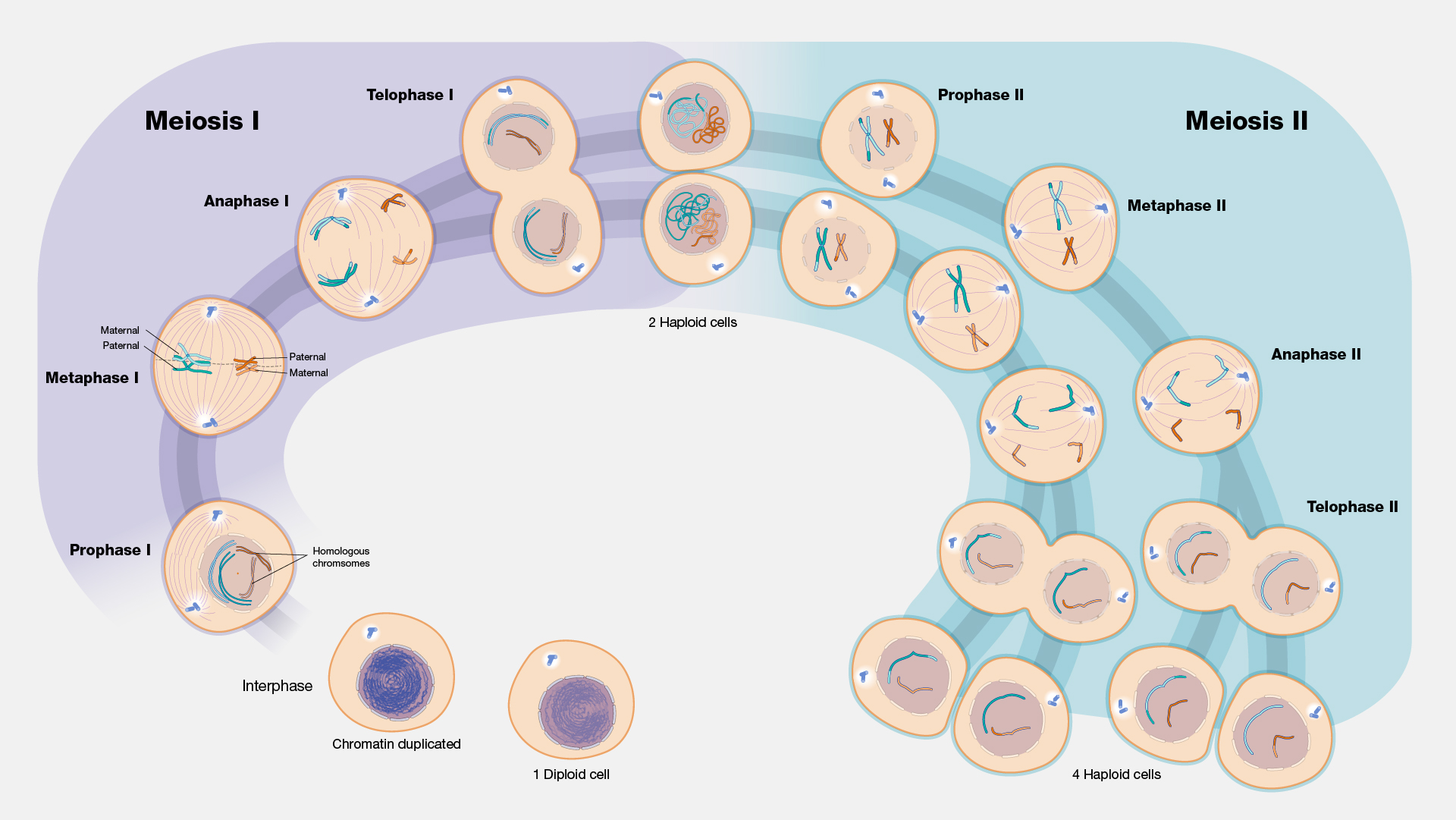  Meiosis