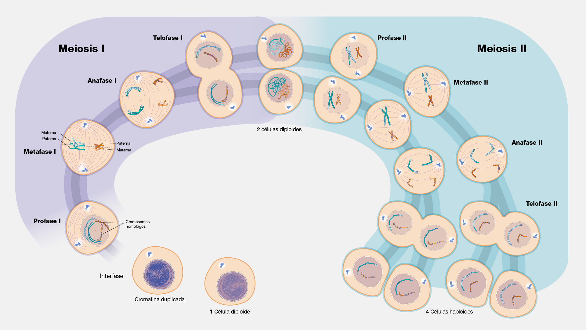  Meiosis