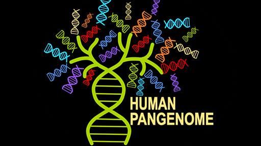 Human Pangenome