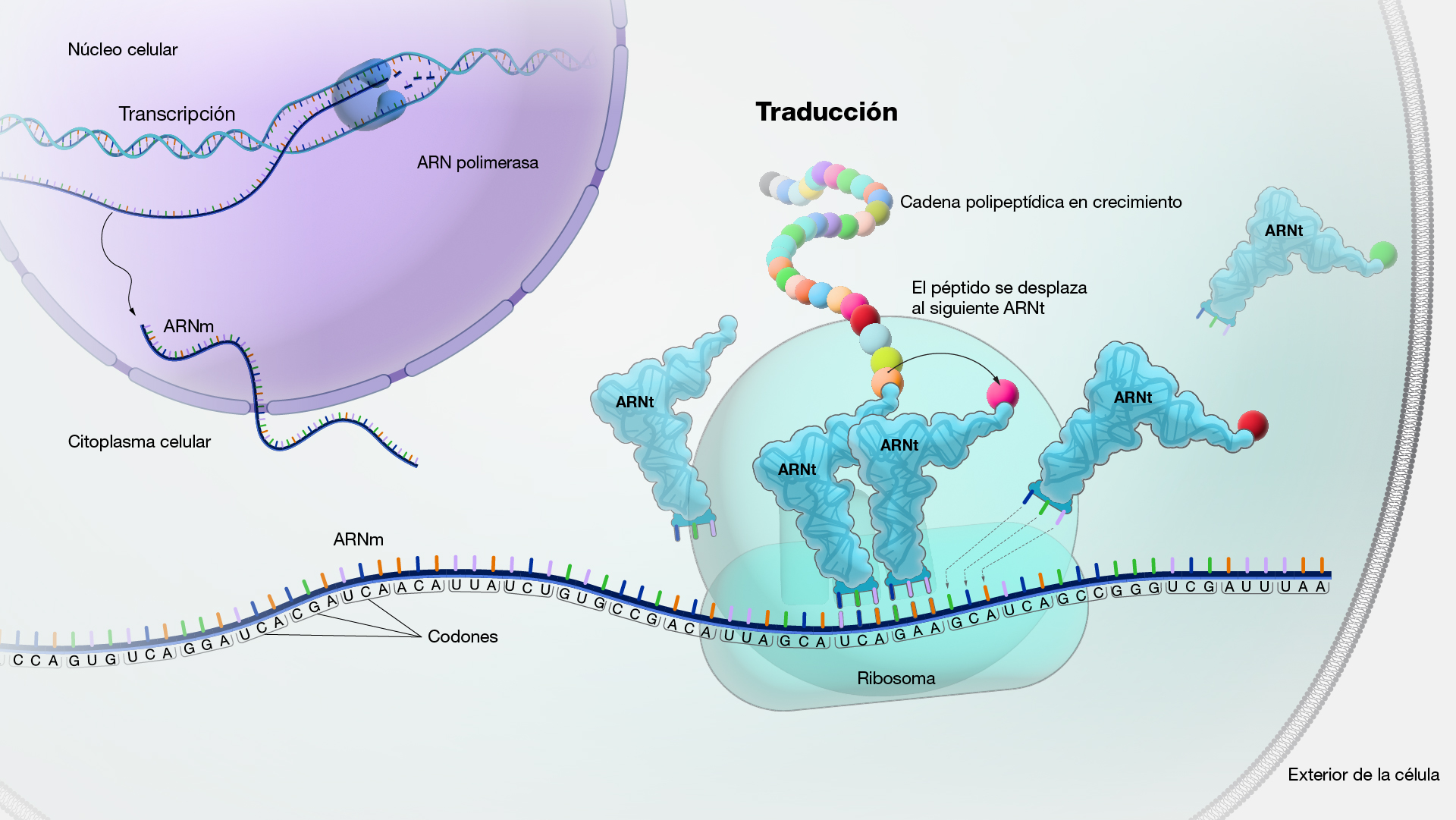 Рнк перевод. Translation RNA. Центр связывания МРНК. Protein structure. Translation Protein.