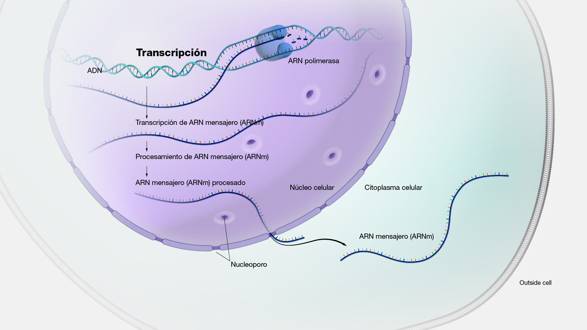  Transcripción