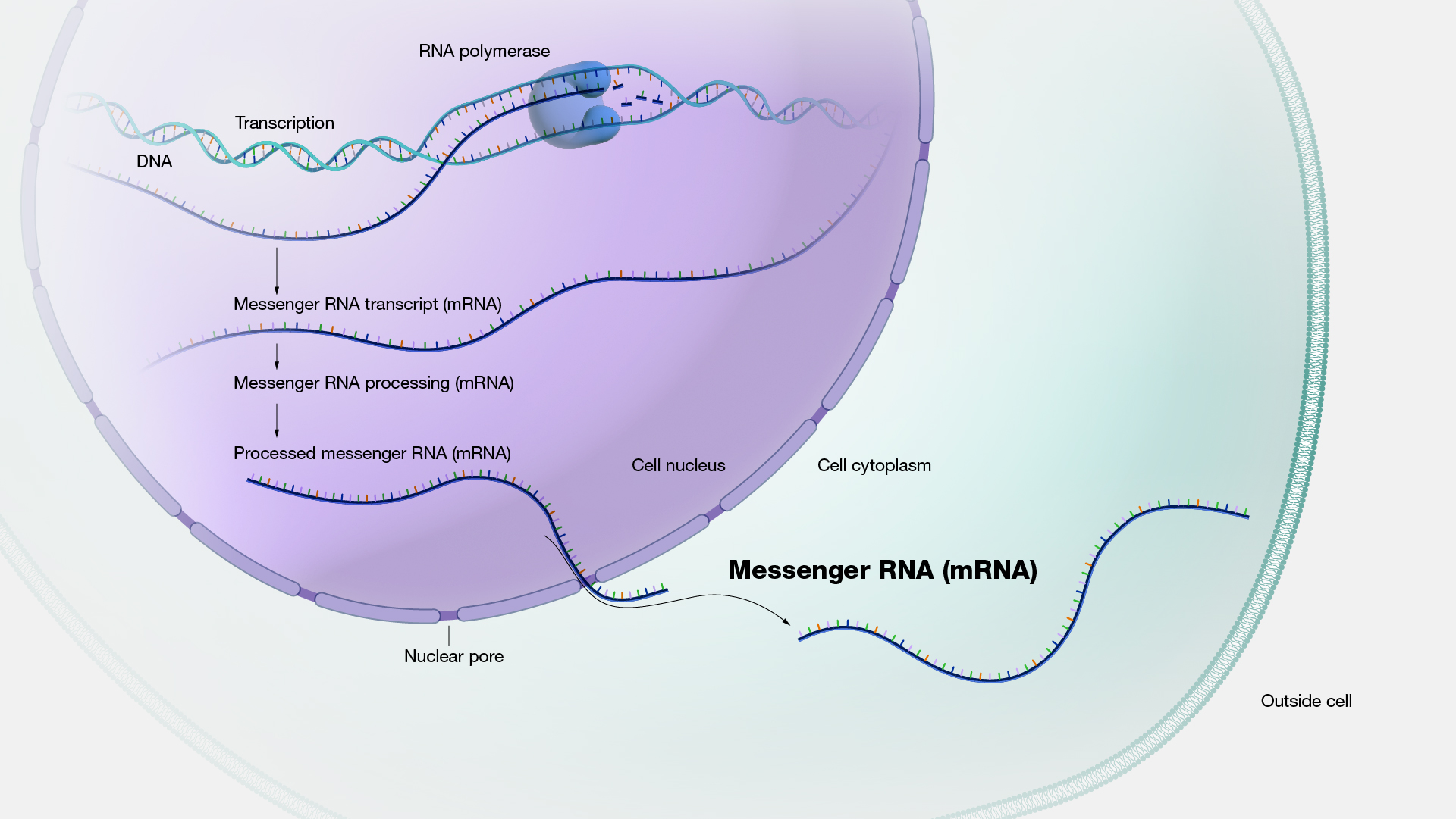 mrna structure and function