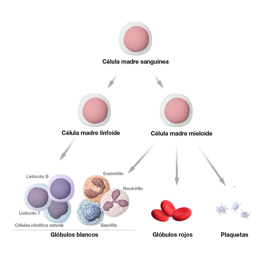 Células madre sanguíneas que se convierten en glóbulos blancos, glóbulos rojos y plaquetas