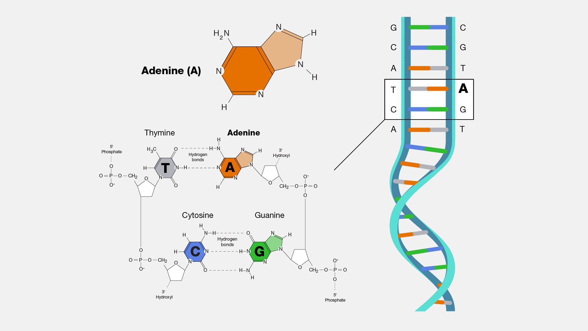  Adenine