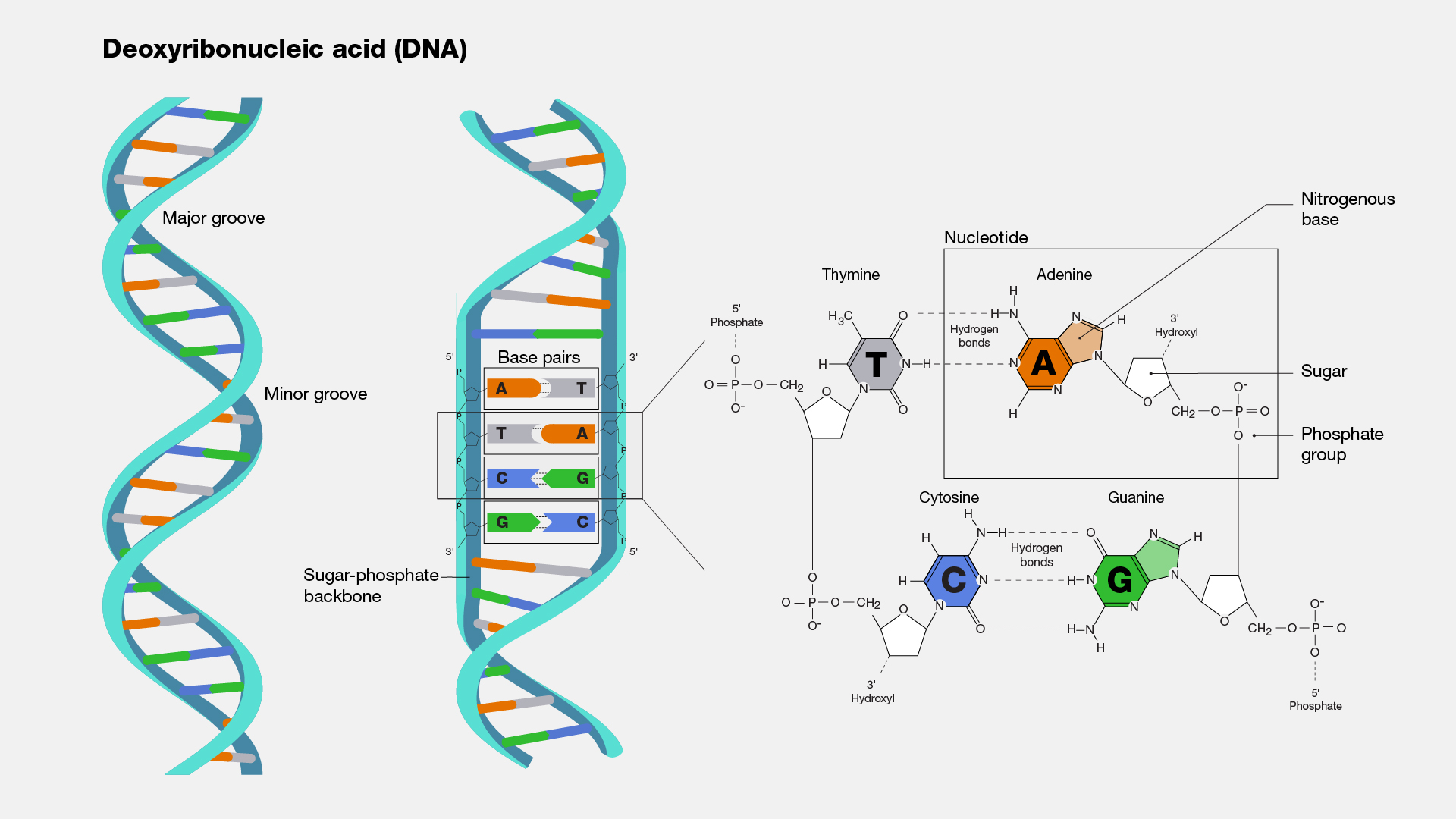 Deoxyribonucleic Acid DNA 