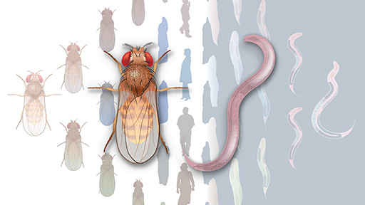 Human, fly and worm genomes