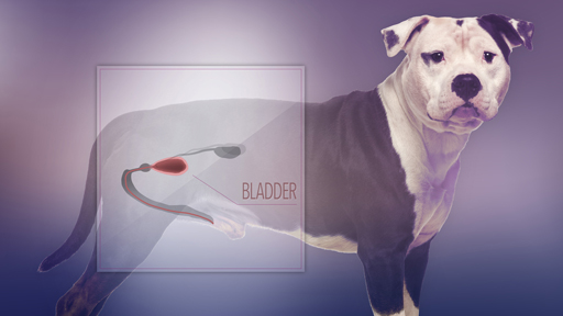 Dog with bladder cancer