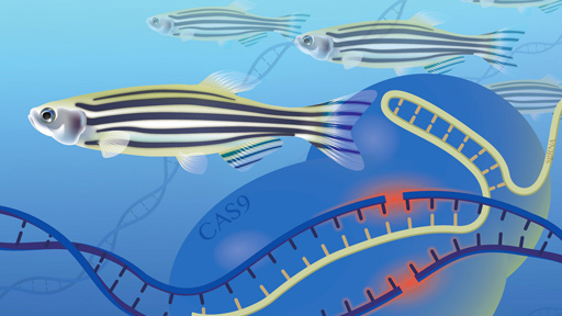 Zerbrafish DNA