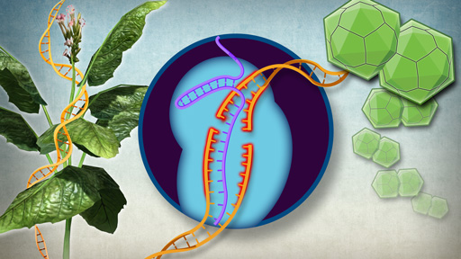 Crispr in plants