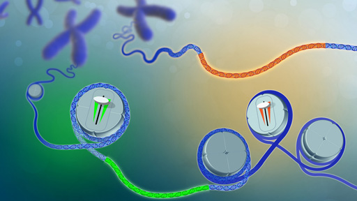 Sections of the genome