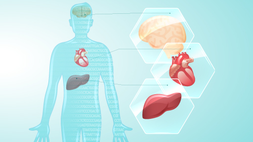 Genes connected to body organs