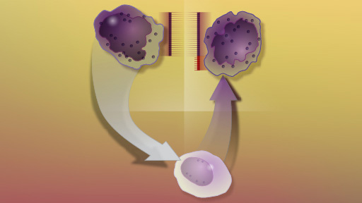 Cancer cell through remission and relapse