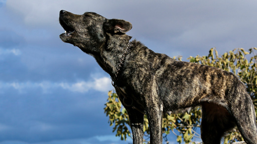 Sardinian dog