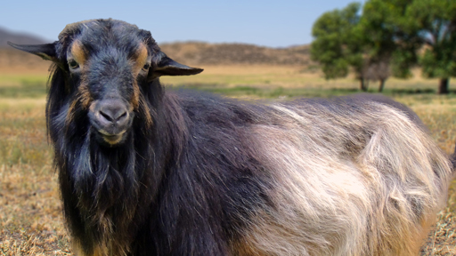 papadum goat