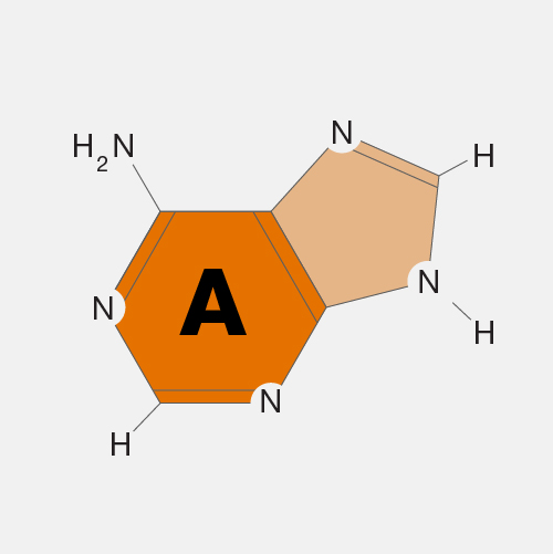 Adenine_dyn