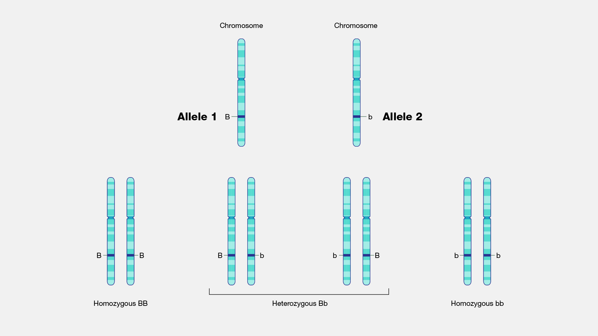 allele