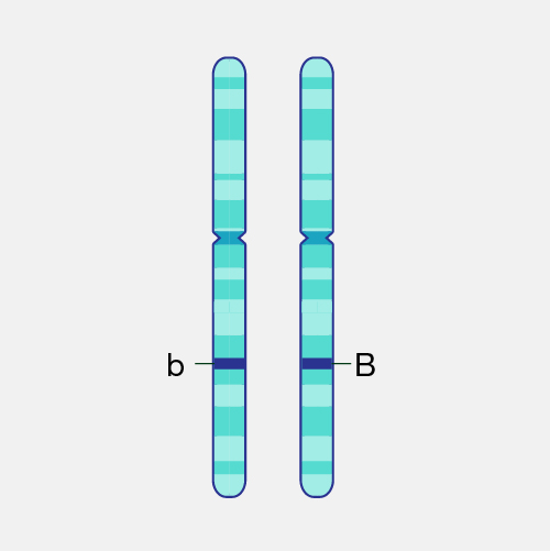 Allele_dyn