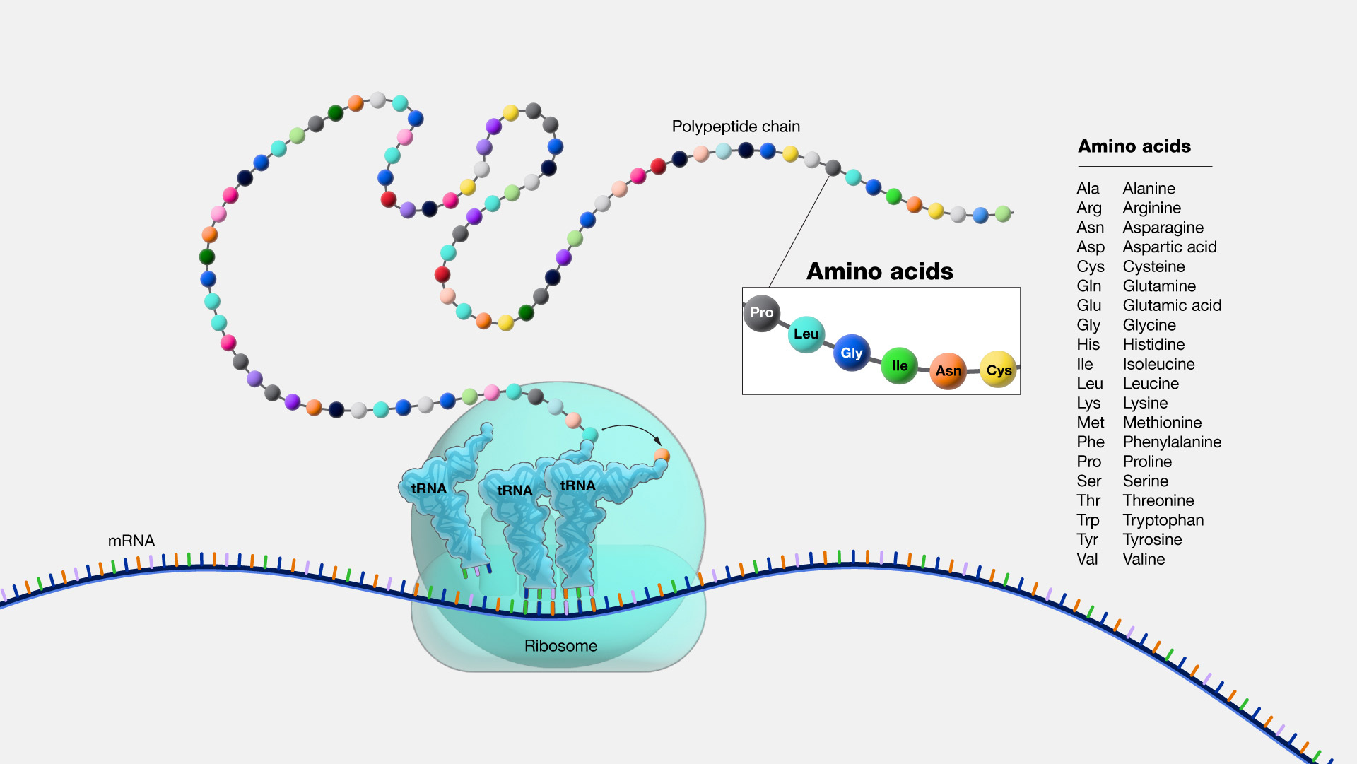 Amino Acids