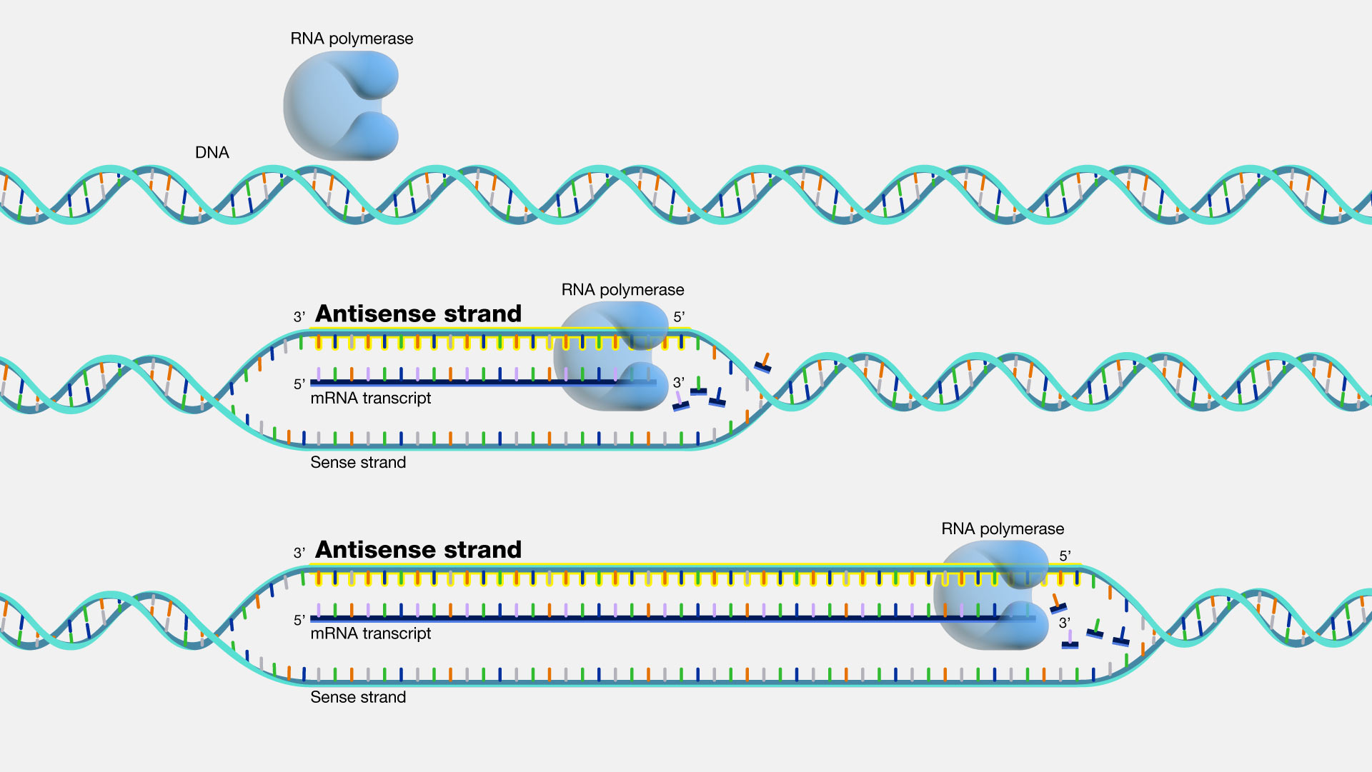 Mrna Template Strand