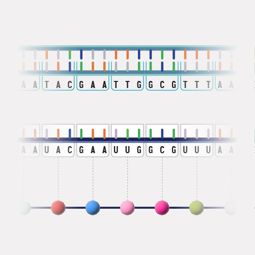 Central Dogma