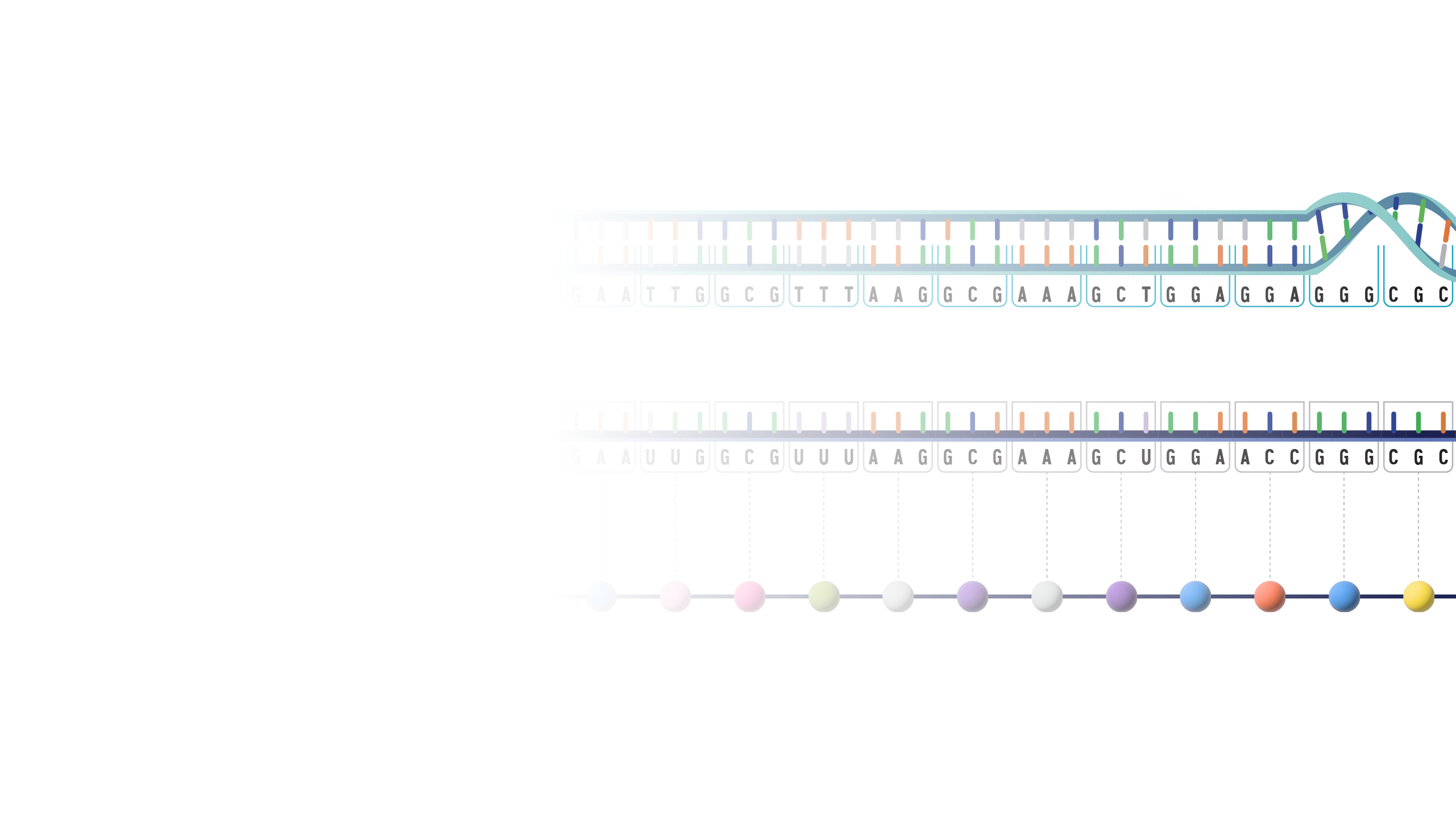 Central Dogma